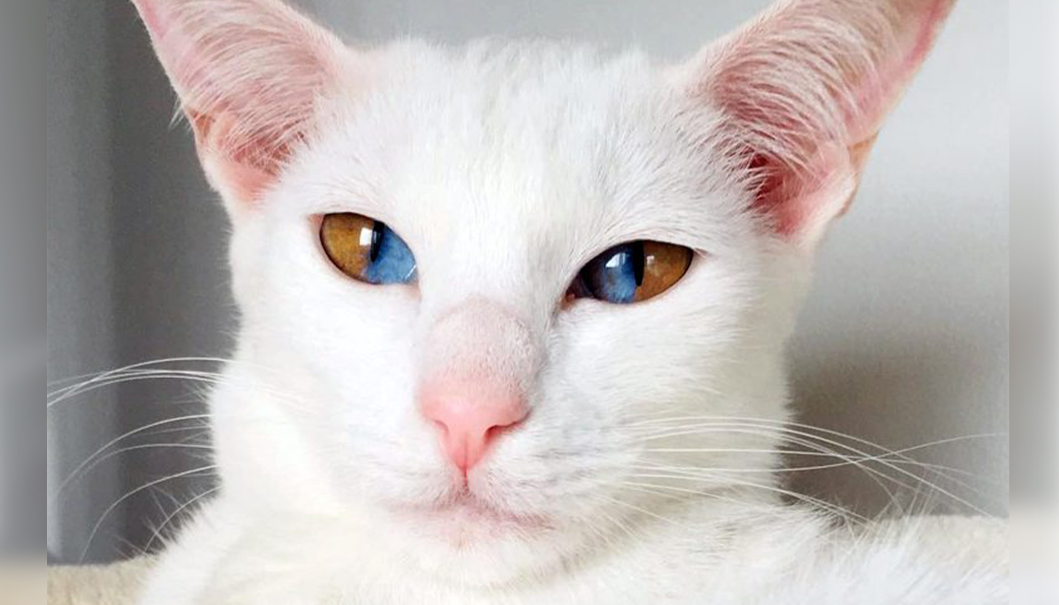 Meet This Stunning White Cat With Rare Genetic Condition That Has Striking Two Colored Eyes
