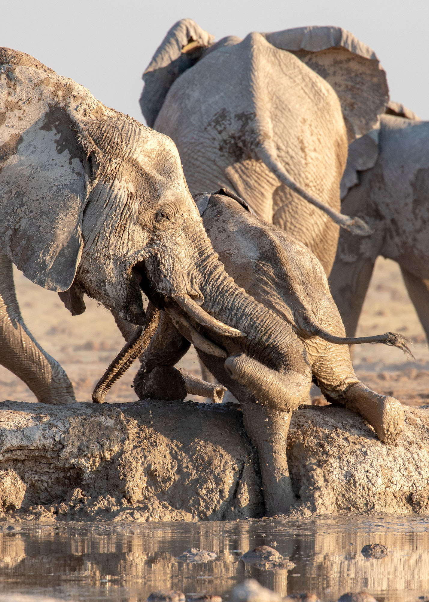 Heartwarming Video Captures Elephants Rescuing A Calf That Slipped Into A Watering Hole