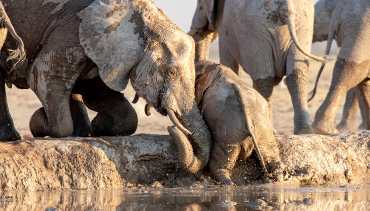 Heartwarming Video Captures Elephants Rescuing a Calf That Slipped ...