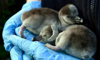 Supermarket Adopts Humboldt Penguins at UK’s Chester Zoo to Prevent Permanent Closure