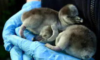 Supermarket Adopts Humboldt Penguins at UK’s Chester Zoo to Prevent Permanent Closure
