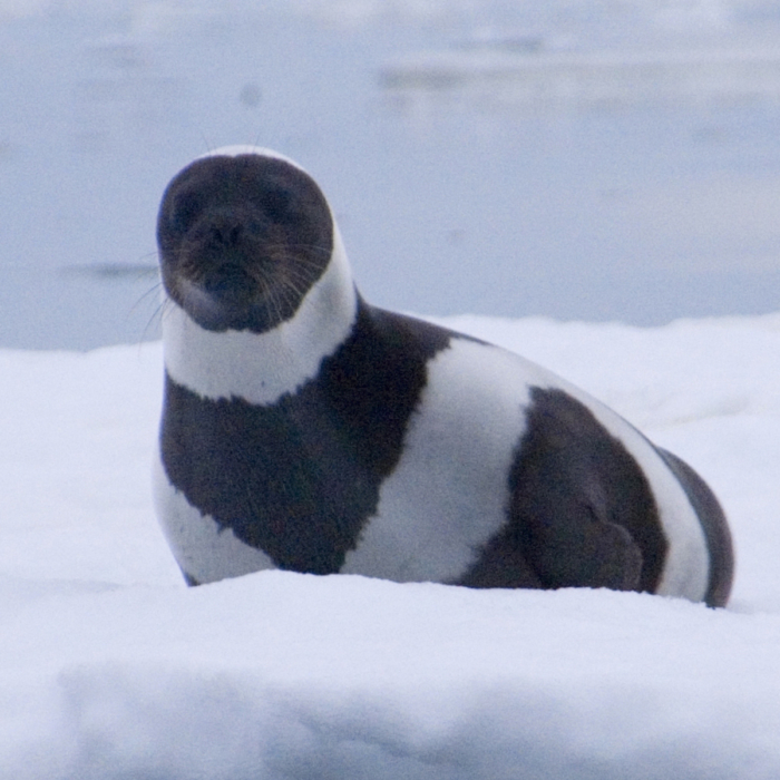 Extremely Rare Ribbon Seal With Four Gorgeous Bands Is the 'Most Striking'  in the World | The Epoch Times