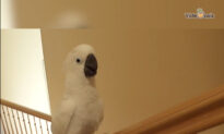 Funny Moment of Cockatoo Sliding Down Stair Railing