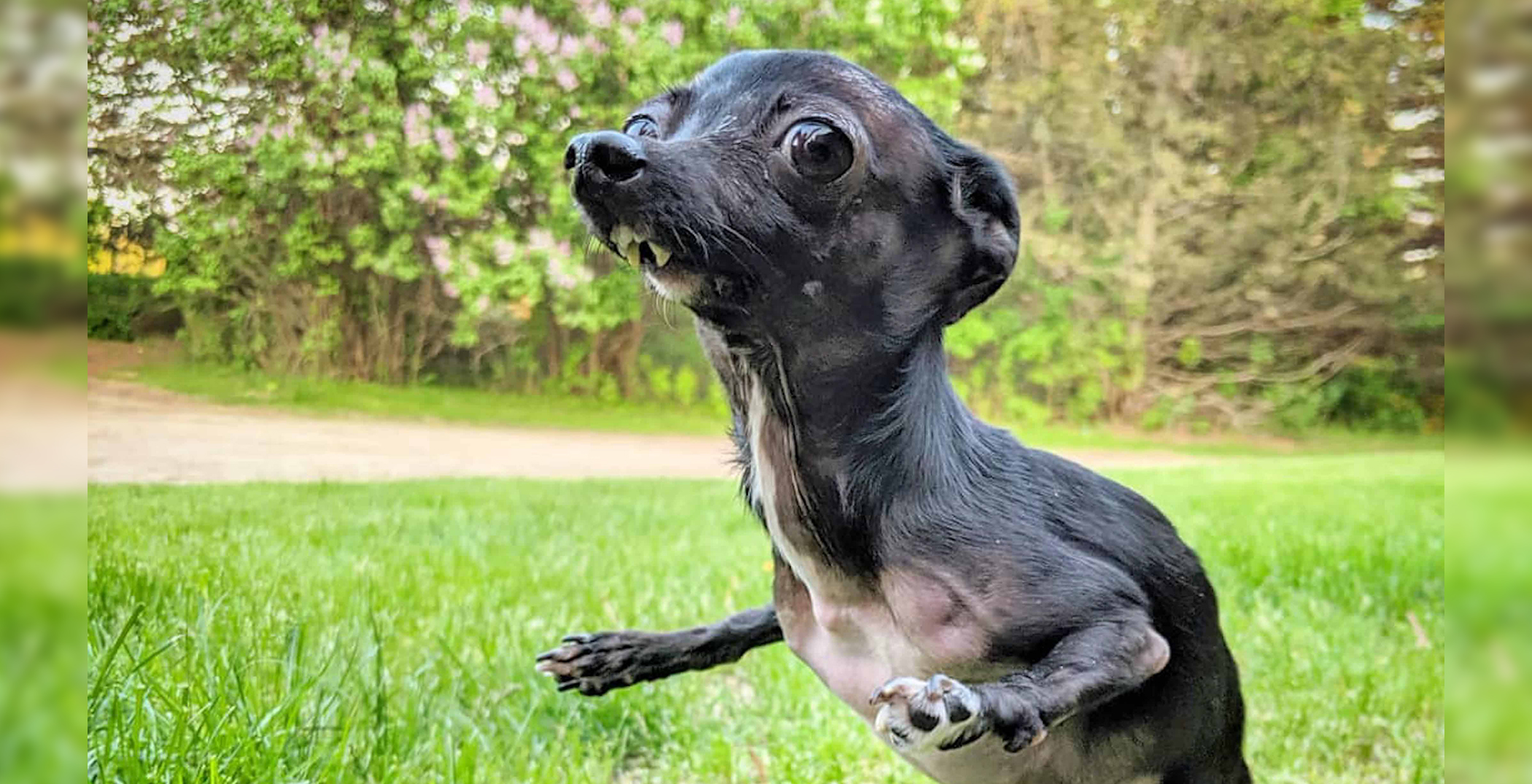 freddie mercury dog dna test