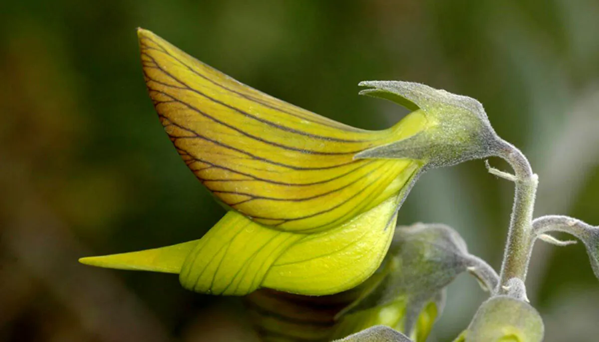 (Courtesy of Dave Blumer/Botanic Gardens and Parks Authority)