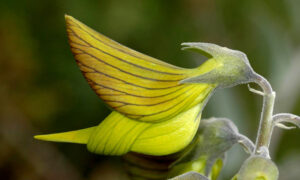 Australian Flower With Petals That Look Like Perfect Little Hummingbirds