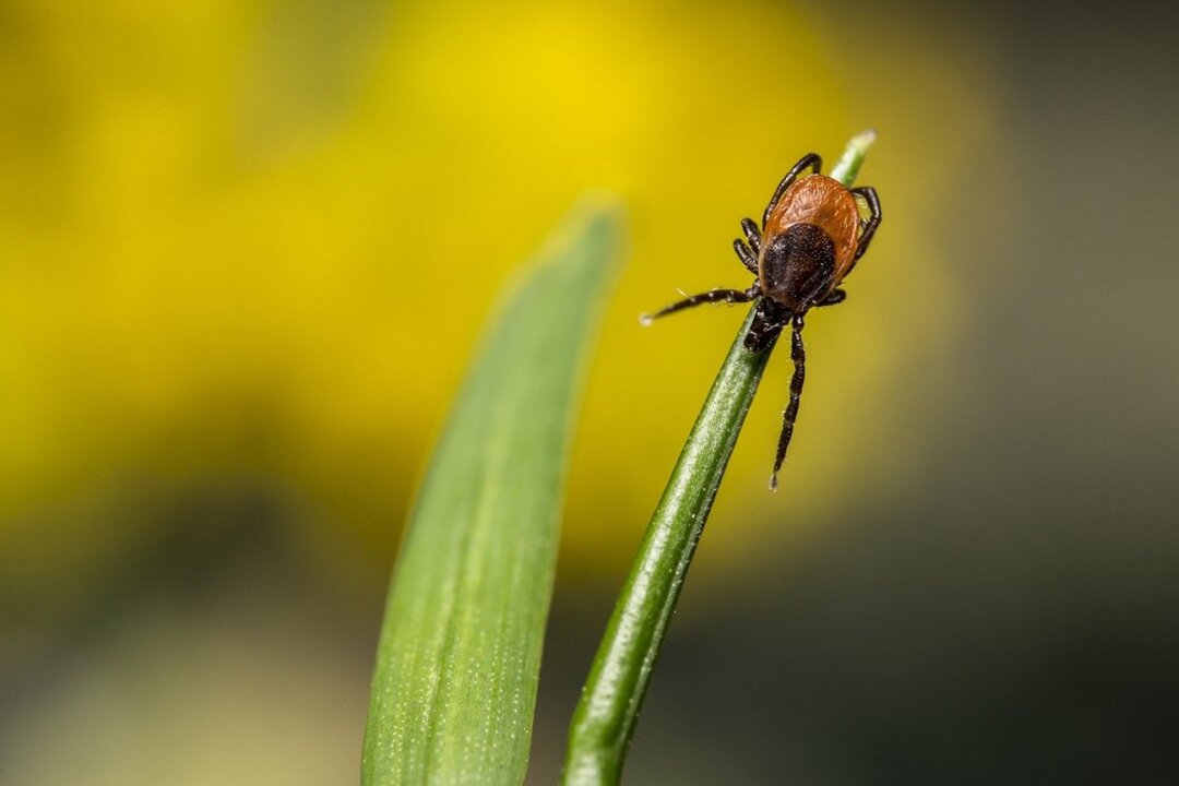 Stock photo of Ixodes ricinus, the castor bean tick. (Erik Karits/Pixabay)