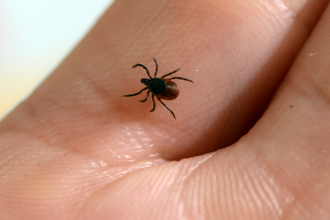 A tick whose bite can transmit Lyme disease is seen at the French National Institute of Agricultural Research in Maison-Alfort, France, on July 20, 2016. (Bertrand Guay/AFP via Getty Images)