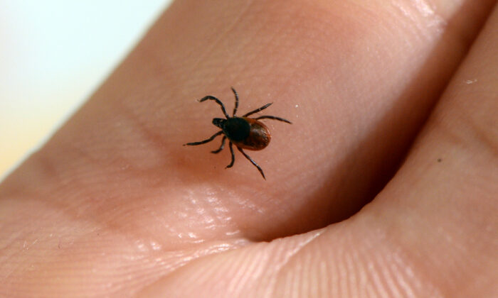 Tick-Bite Disease With Symptoms Similar to COVID-19 on Rise in New York State