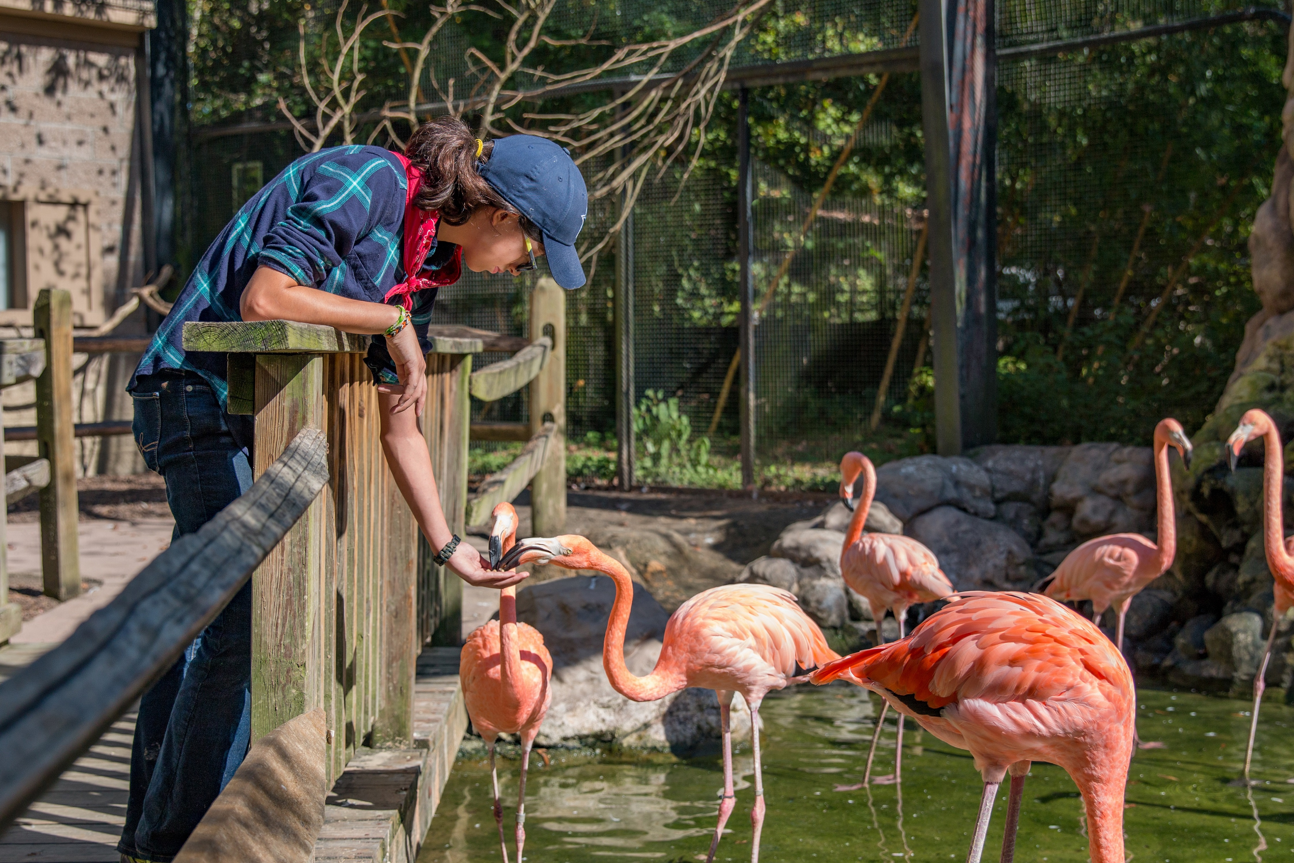Feeding_Flamingos2_KG_Lubbock