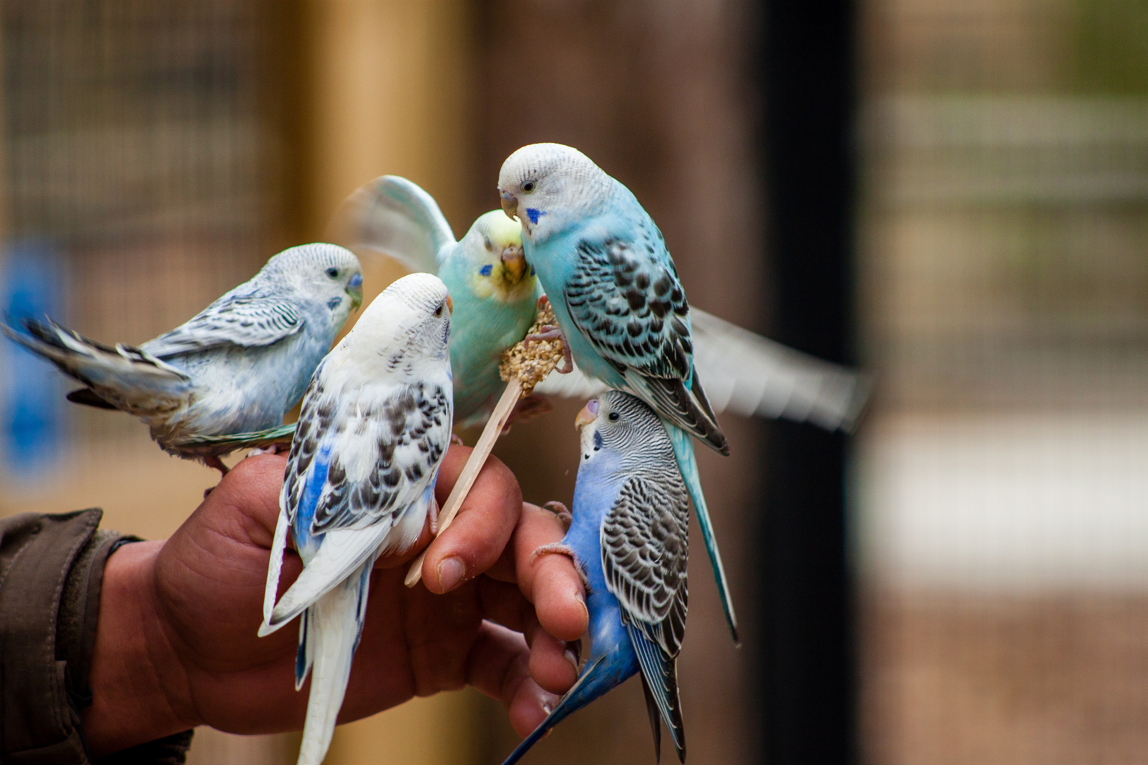 Feeding_Parakeets2_KG_Lubbock