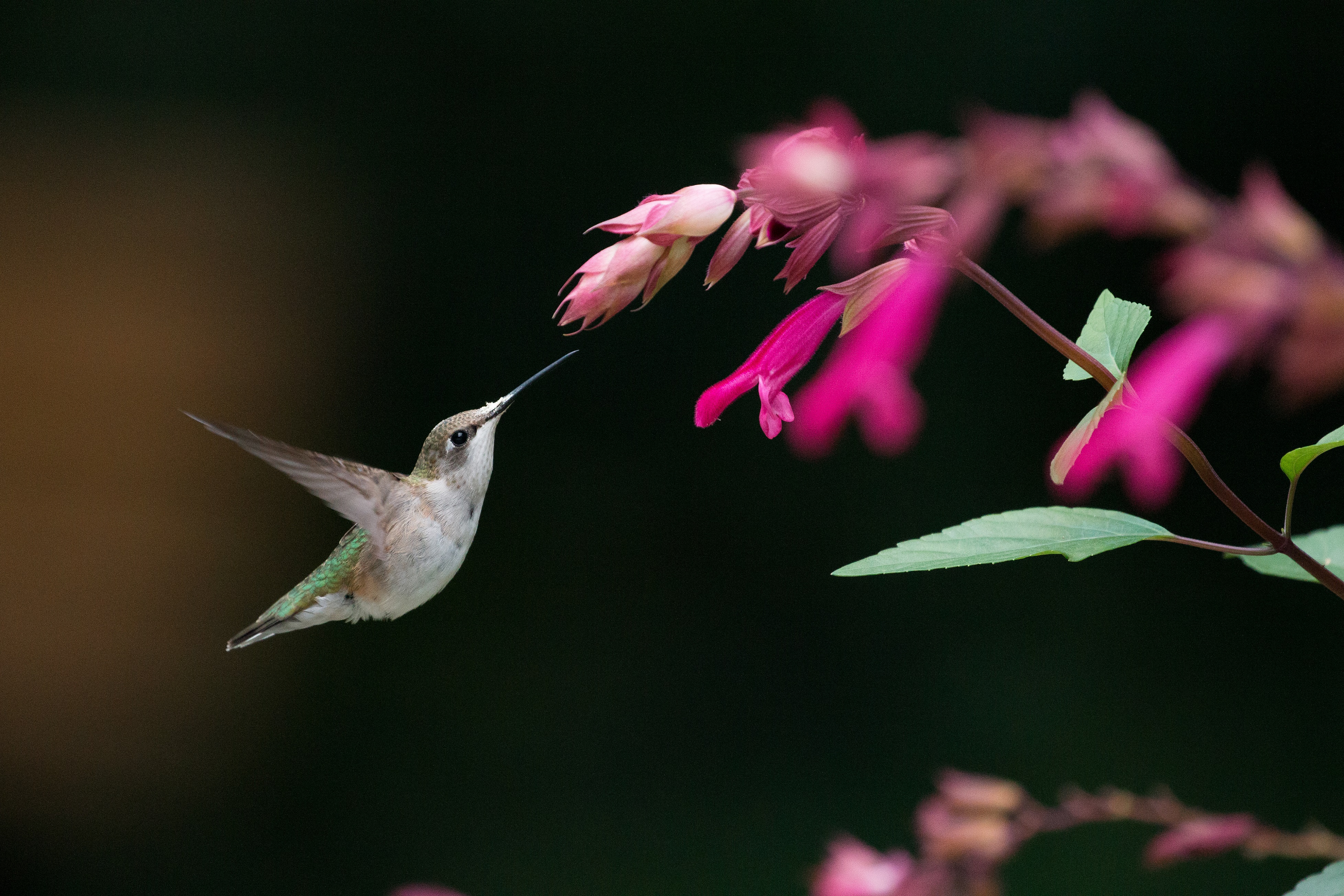 Ruby-throated-hummingbird_KG_Lubbock