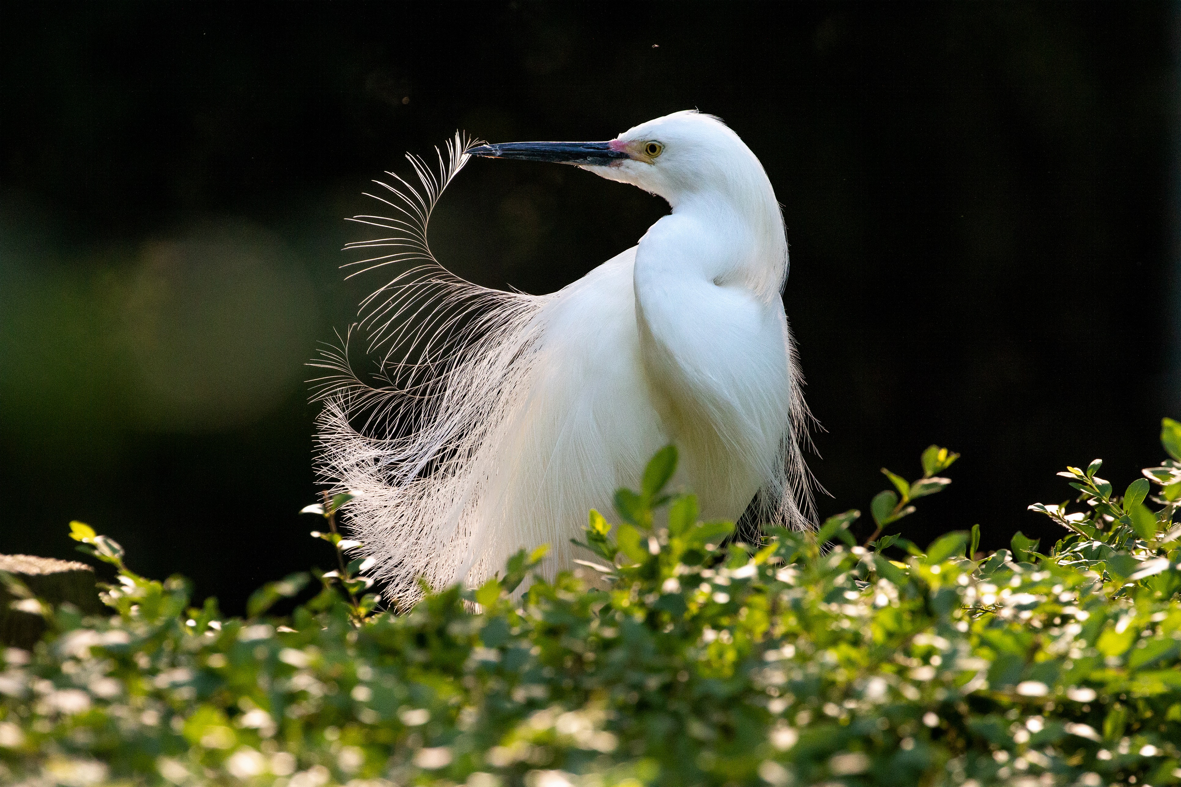 Snowy_Egret_KG_Lubbock