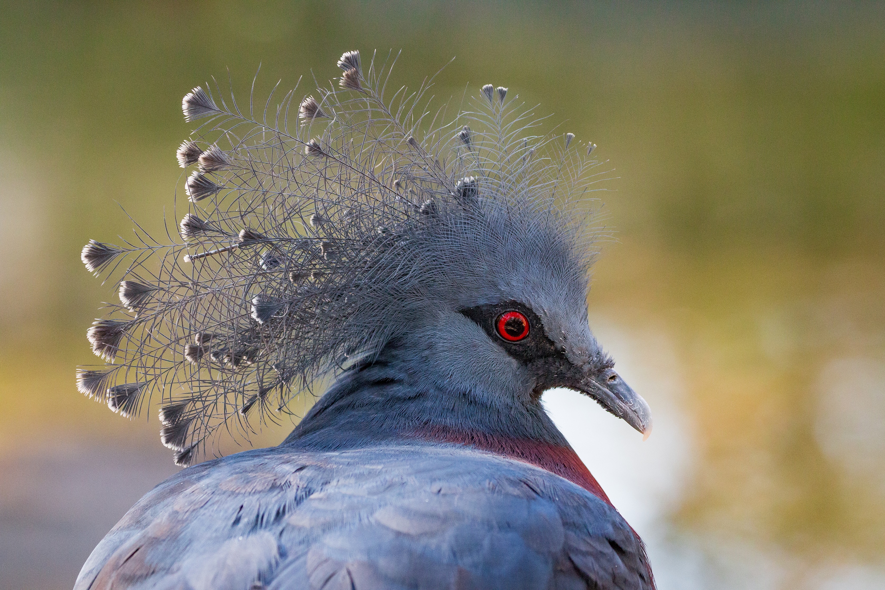 Victoria_Crowned_Pigeon_KG_Lubbock