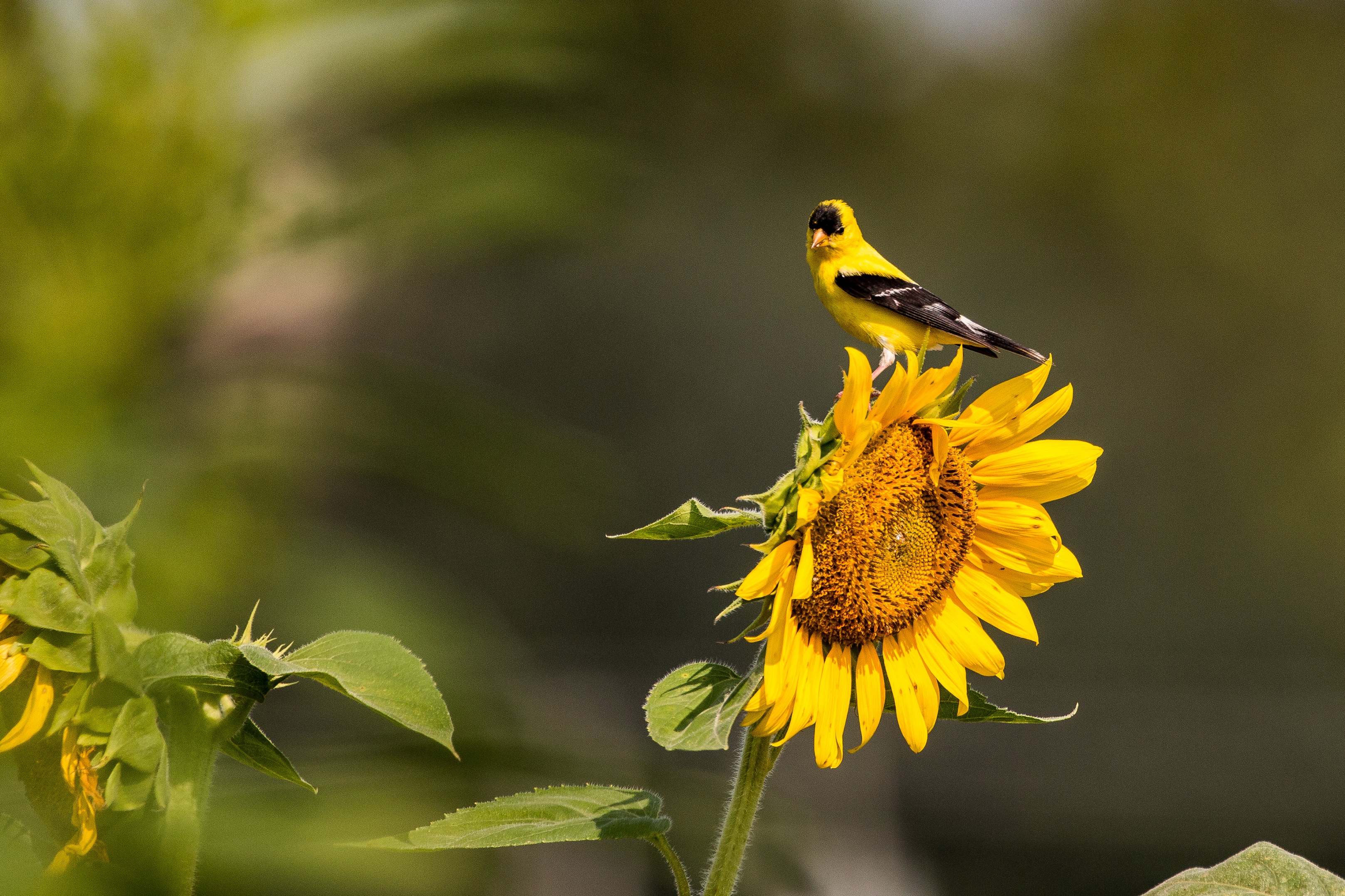 american_goldfinch