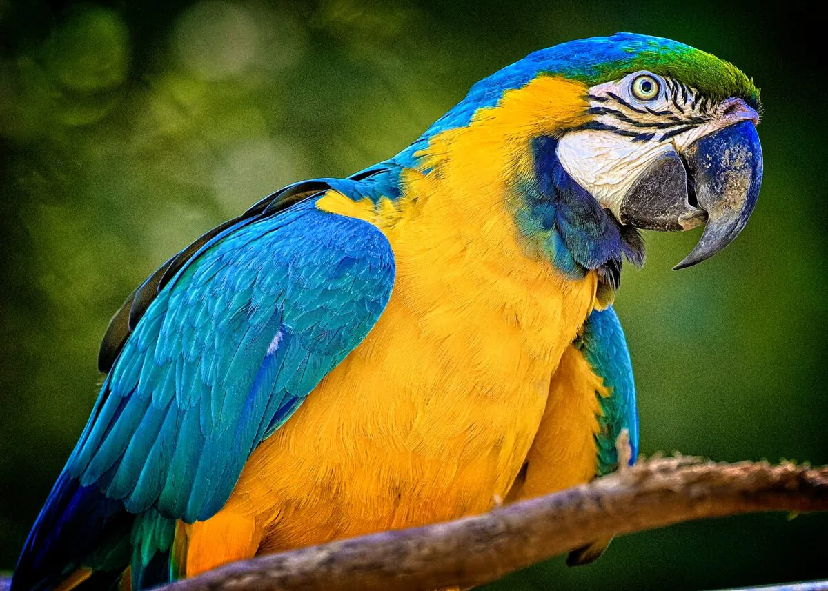 The blue-and-yellow macaw uses its powerful beak for climbing and hanging from trees and for breaking open nutshells. (Copyright Fred J. Eckert)