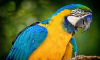 Visiting America’s Largest Bird Park