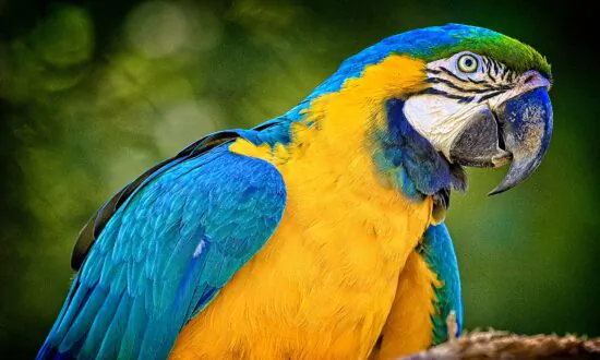 Visiting America’s Largest Bird Park
