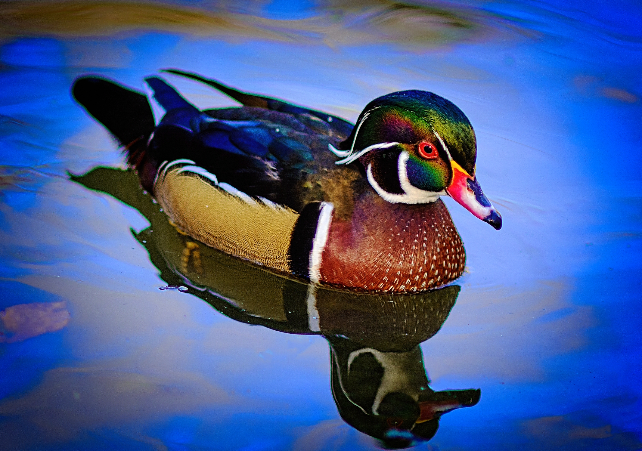 The wood duck, native to North America, is America’s most beautiful duck. (Copyright Fred J. Eckert)