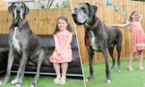 World’s Biggest Dog Freddy Is Over 7 Feet Tall, and Now Might Also Be World’s Oldest Great Dane