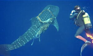 Ocean Divers Cut Free Whale Shark With Rope Around Its Neck–Then Shark 'Thanks' Them