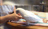 Parrot Dances Following Owner’s Claps