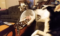 Husky Sings to Calm Baby