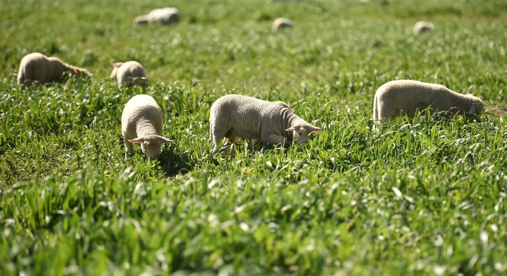 This photo taken on May 4, 2020 shows sheep feeding on lush grass on the property of Australian farmer Kevin Tongue near the rural city of Tamworth, 450 kilometres north-west of Sydney, Australia. (Peter Parks/Getty Images)