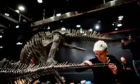 Fossils Reveal Giant Dinosaurs Roamed Queensland
