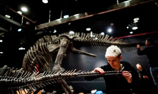 Fossils Reveal Giant Dinosaurs Roamed Queensland
