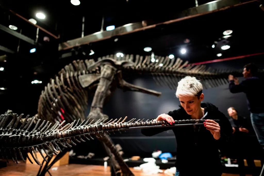 A scientific consultant assembles the bones of a Crested Hypacrosa's skeleton, a Jurassic age (72-70 million years) dinosaur at the Drouot auction house in Paris on April 13, 2019. (KENZO TRIBOUILLARD/ Getty Images)