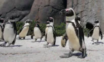 Zoo Permanently Closed by Lockdown Leaves Hundreds of Marine Animals in Urgent Need of Homes