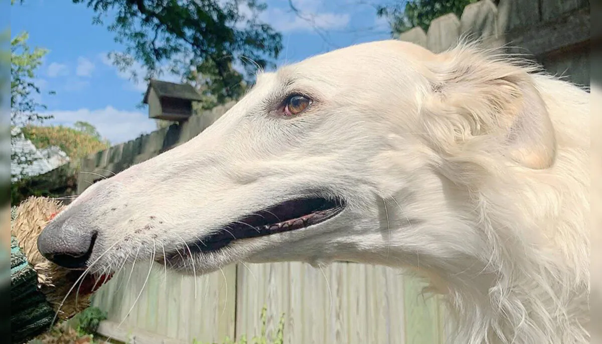 (Courtesy of Eris The Borzoi)