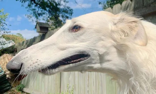 2-Year-Old Dog Has an Incredible 12.2-Inch Nose Believed to Be the World’s Longest