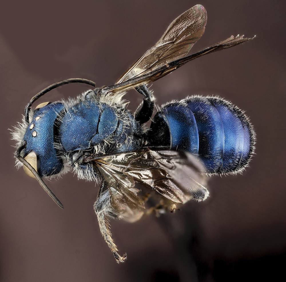 blue bee looking bug