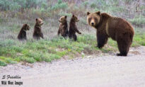 World’s Most Famous Grizzly Bear Emerges From Hibernation With Her Quadruplet Cubs