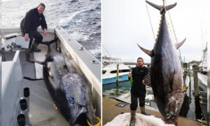 Virginia Angler Reels In Massive 9-Foot-Long Tuna, Weighing 700 Pounds, Setting State Record