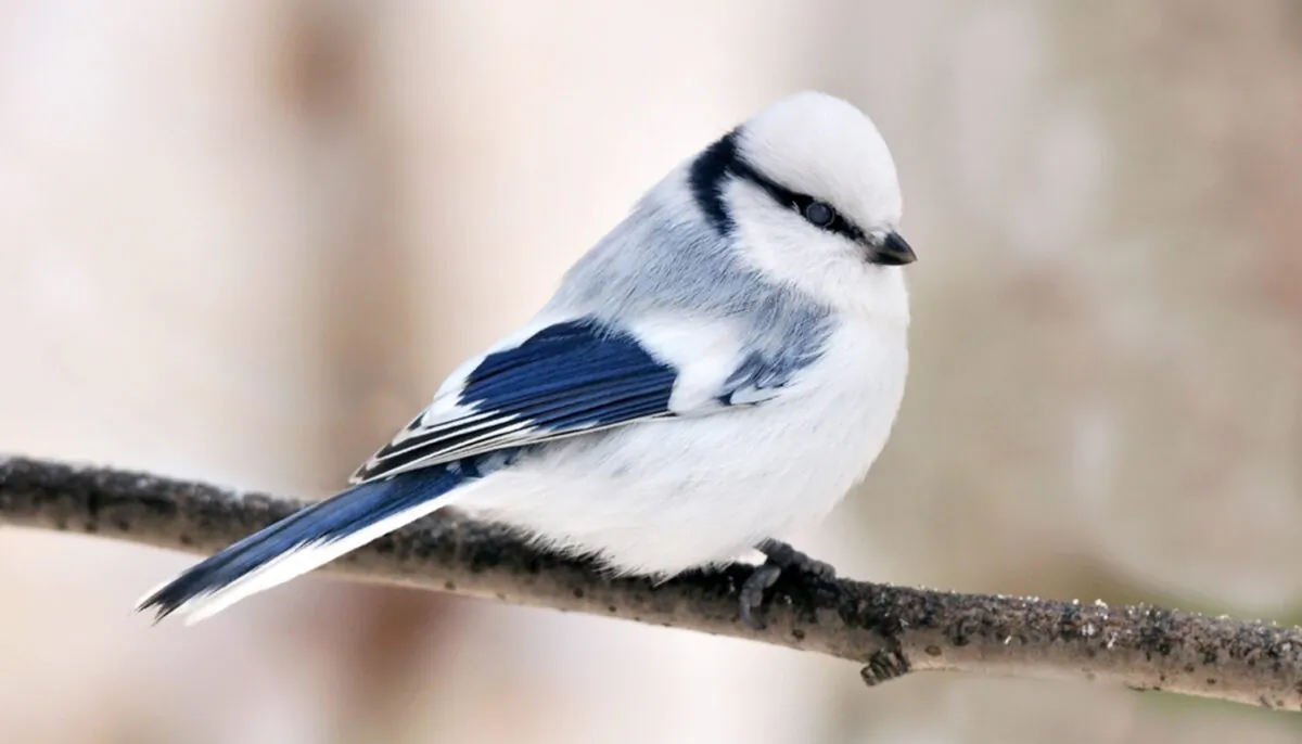 (Vitpolyak/Shutterstock)