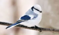 Meet the Azure Tit, a Tiny Frost-Blue Songbird Enchanting People With Its Cuteness