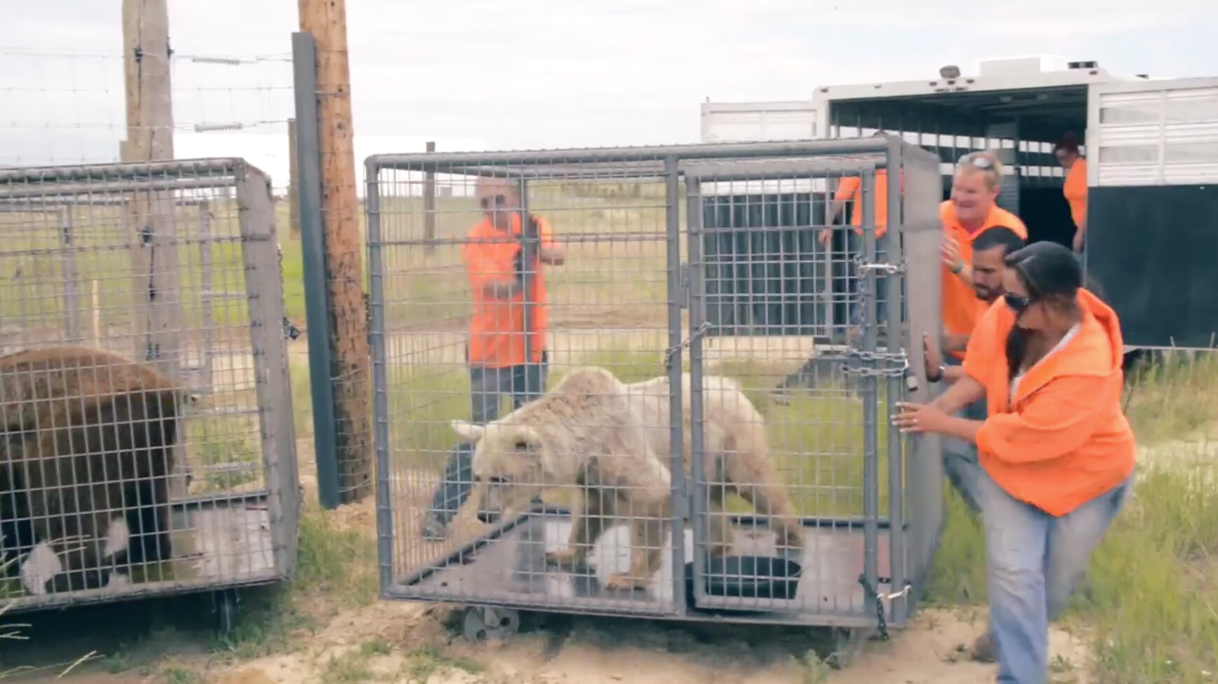 teddy bear zoo cage