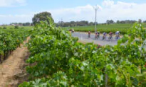 $86 Million New Government Grants to Help Fruit and Forestry Recovery