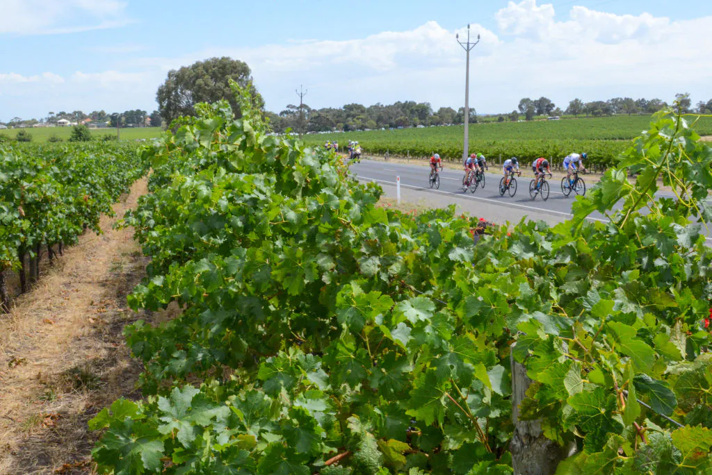 The peloton rides through McLaren Vale vineyards on the fifth day of the Tour Down Under cycling race in Adelaide, Australia on January 20, 2018.  (BRENTON EDWARDS/ Getty Images)