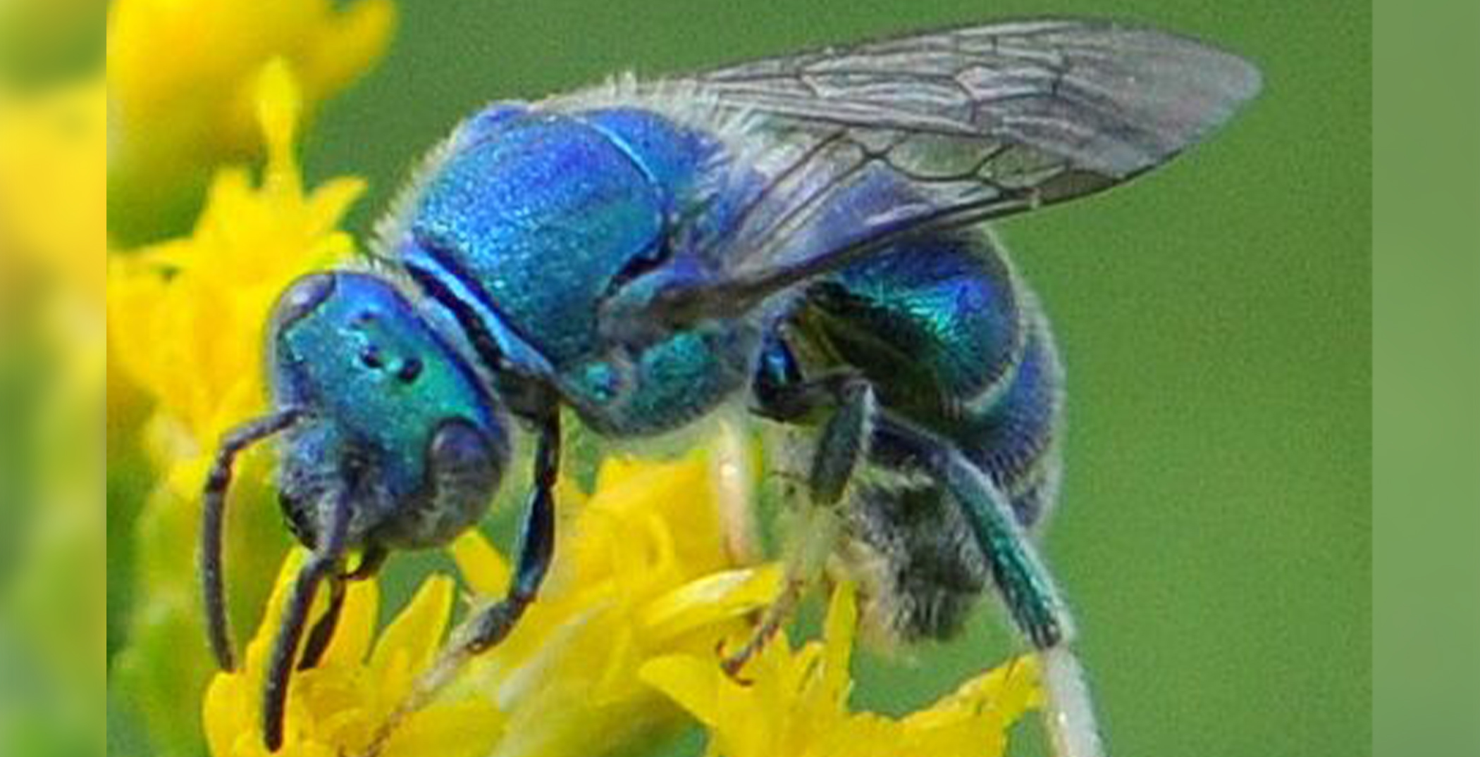 Researchers Rediscover Ultra-Rare BLUE Bee, Long Thought to Be Lost, in ...
