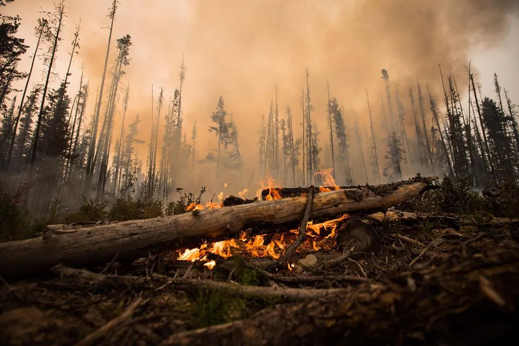 A wildfire burns on a logging road approximately 20 km southwest of Fort St. James, B.C., on Aug. 15, 2018. (THE CANADIAN PRESS/Darryl Dyck)