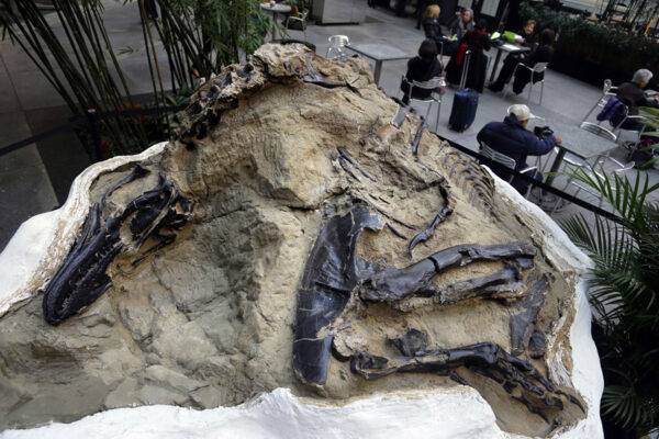 Dinosaurs’ fossils is displayed