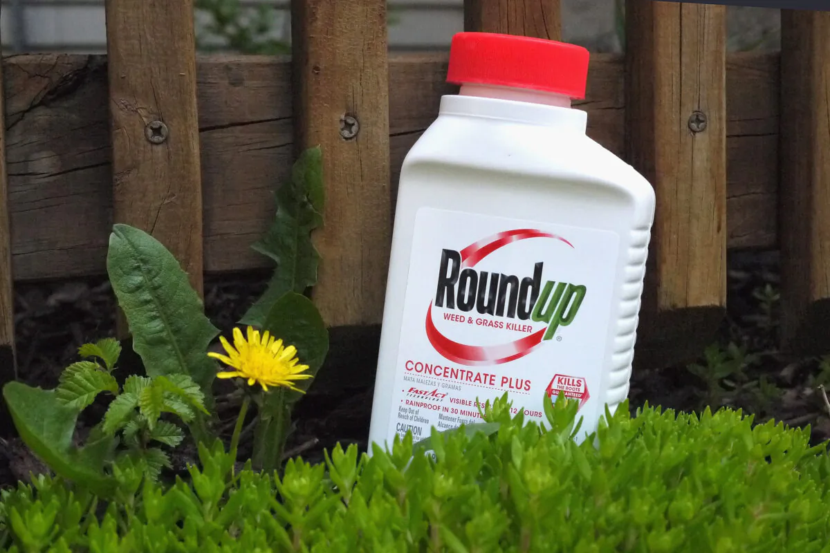 Roundup weed killer is shown in Chicago, Ill., on May 14, 2019. (Scott Olson/Getty Images)