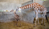 Birth of a Baby Giraffe at Florida Theme Park Coincides With World Giraffe Day