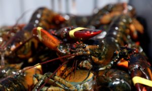 China-Linked Twitter Accounts Claim COVID-19 Came From Maine Lobster