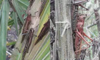 Argentina, Brazil Monitor Massive Locust Swarm; Crop Damage Seen Limited
