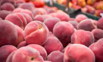 Georgia Peach Farmers’ COVID Woes Evaporate as Reopening Yields Unusually Bountiful Harvest